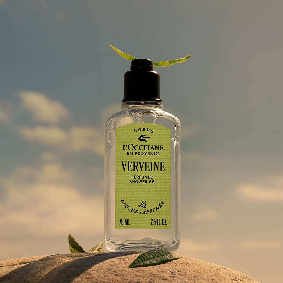 Verveine (Verbena)