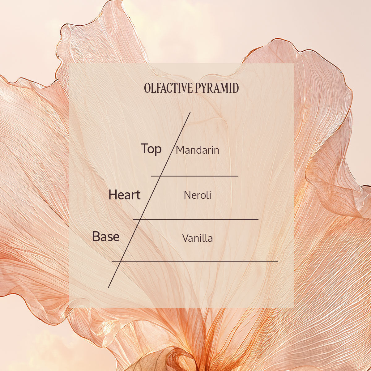 Néroli Orchidée Gift Set | Gifts & Value Sets