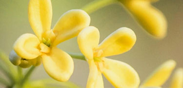 Osmanthus Collection